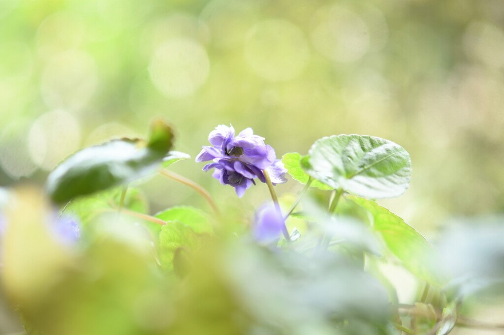  ニオイスミレ咲いたよ　❀