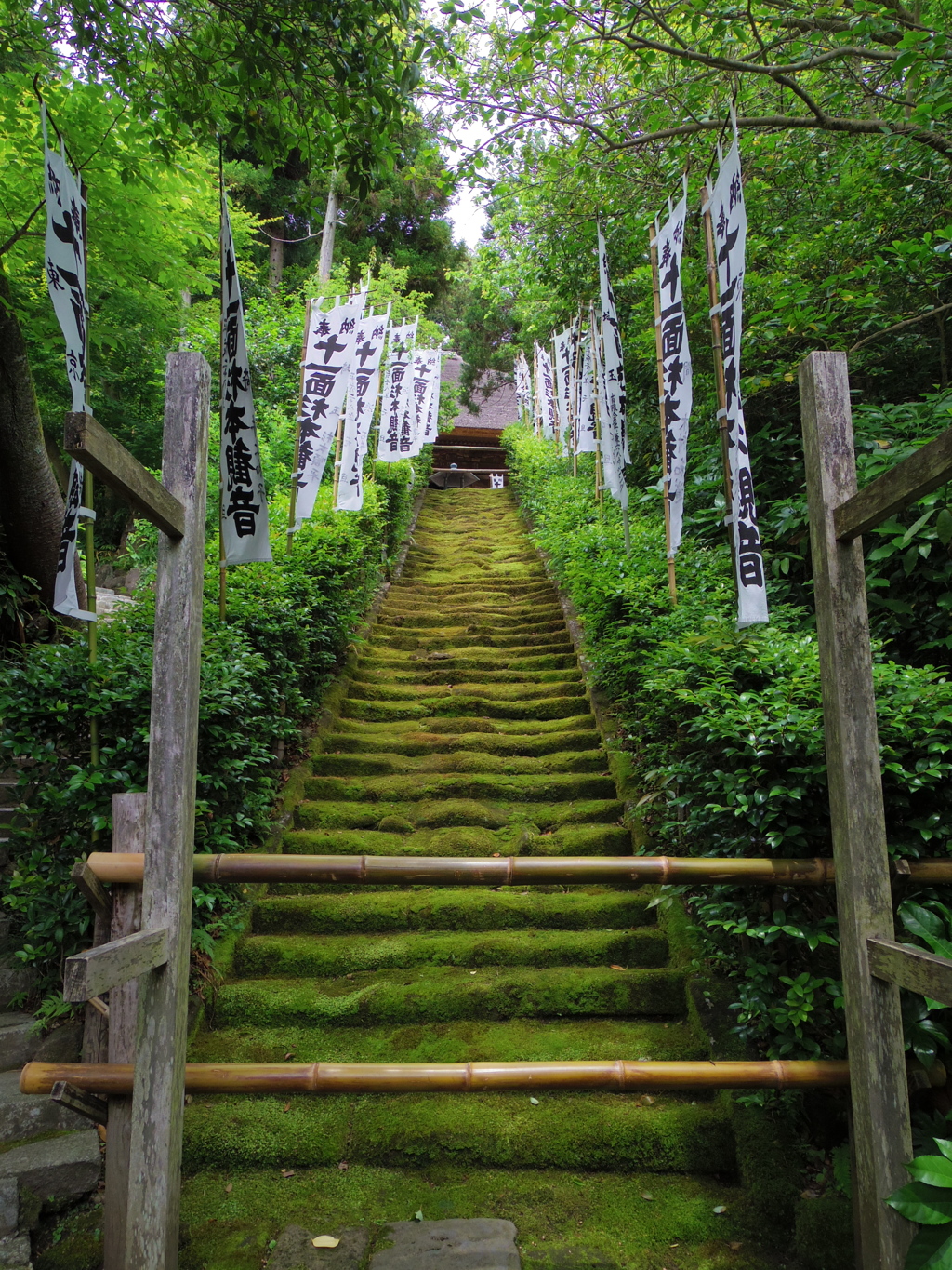 苔の階段