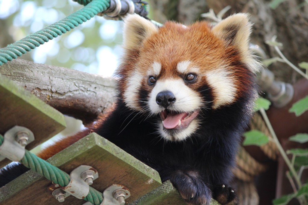 レッサーパンダ