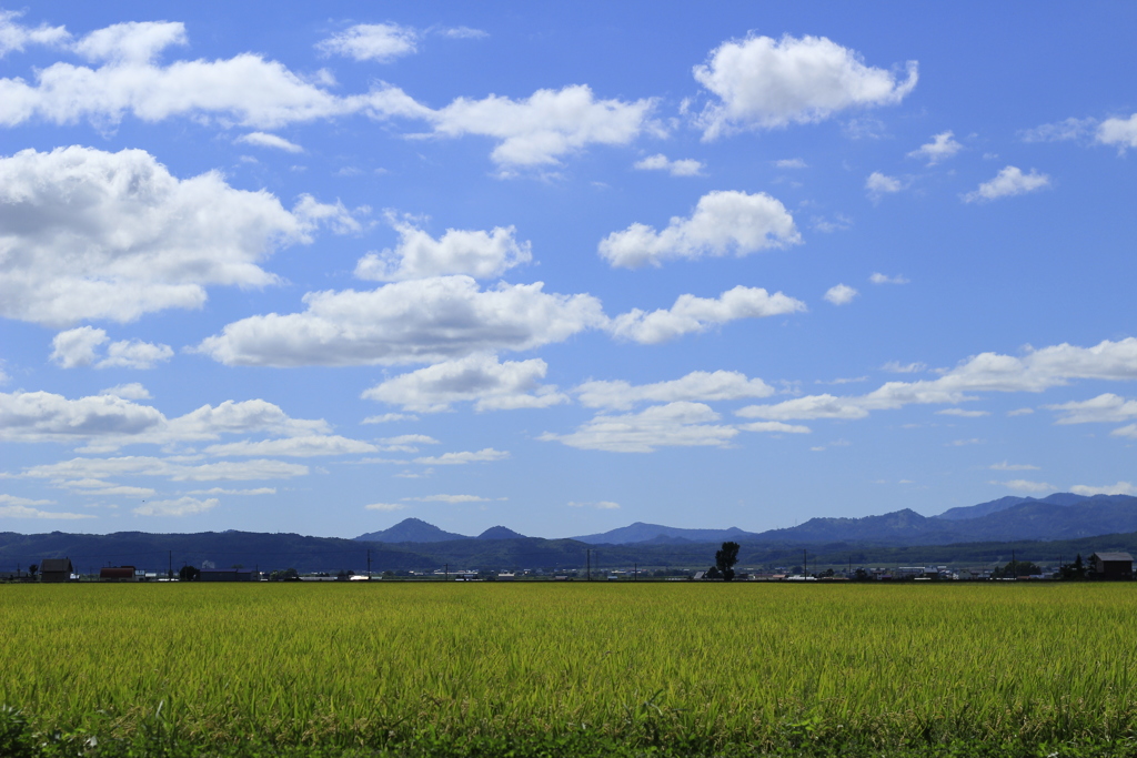 田んぼ