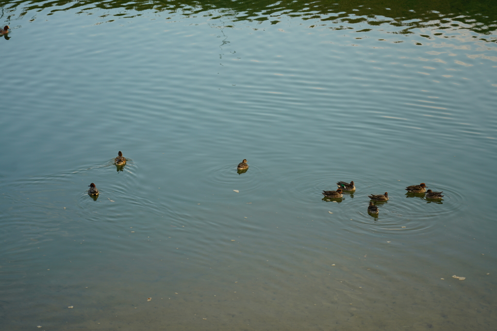 新発売、ソニー24-105mm F4 G