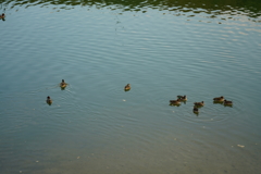 新発売、ソニー24-105mm F4 G