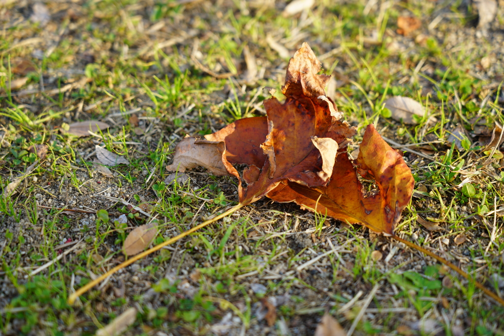 新発売、ソニー24-105mm F4 G