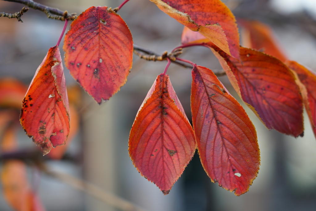 新発売、ソニー24-105mm F4 G