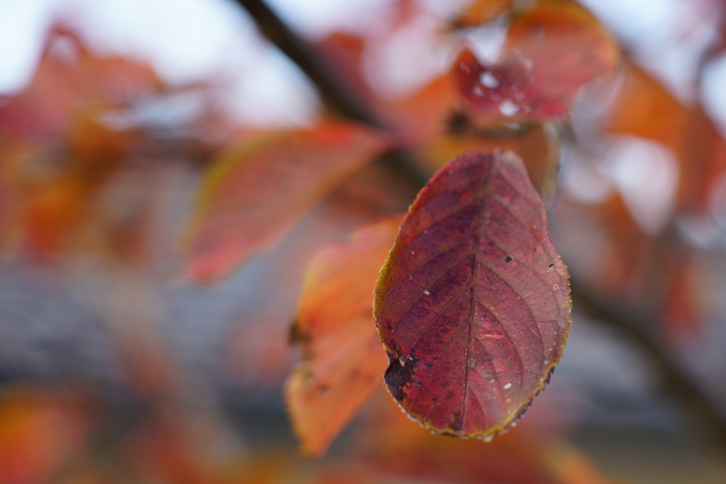 新発売、ソニー24-105mm F4 G