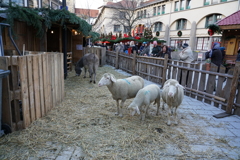 ドイツ・クリスマスマーケットの旅！24-105mmG