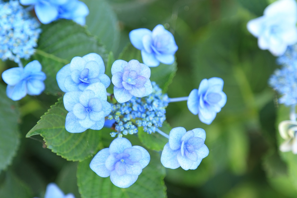 紫陽花