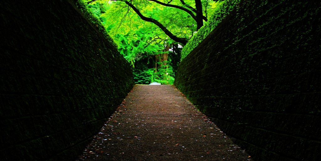 緑の坂道
