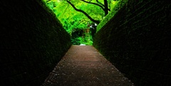 緑の坂道