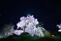 円山公園ライトアップ
