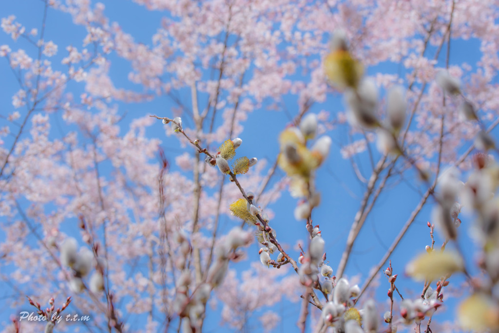 春っていいですね_青空に桜猫柳
