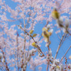 春っていいですね_青空に桜猫柳