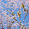 春っていいですね_青空に桜猫柳
