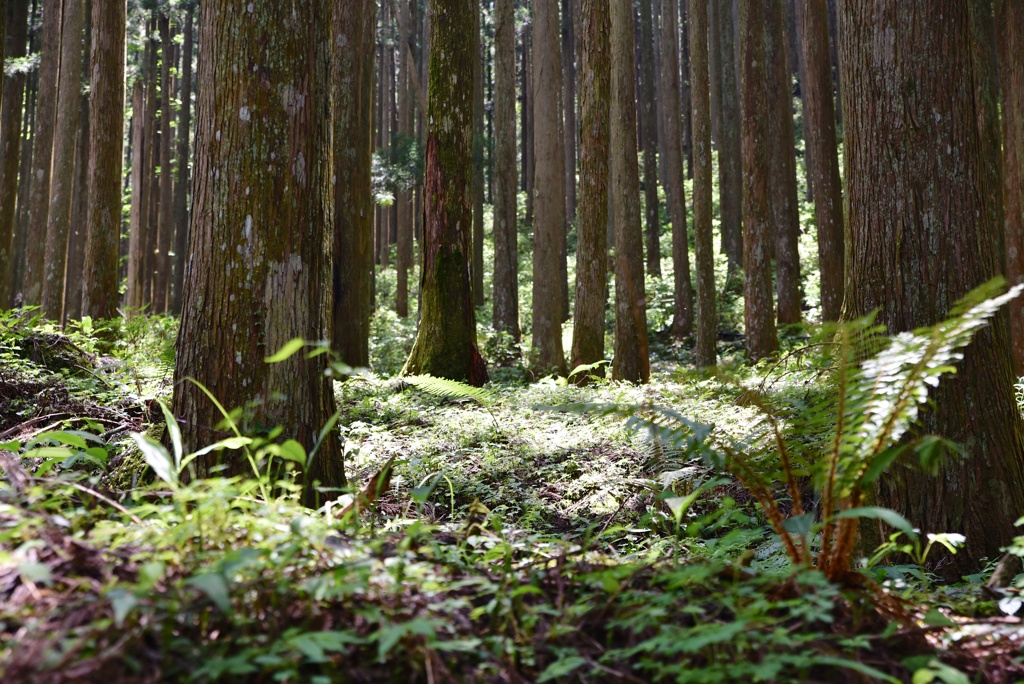 苔生す森