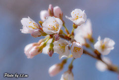 彼岸桜ってほんとですね