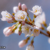 彼岸桜ってほんとですね