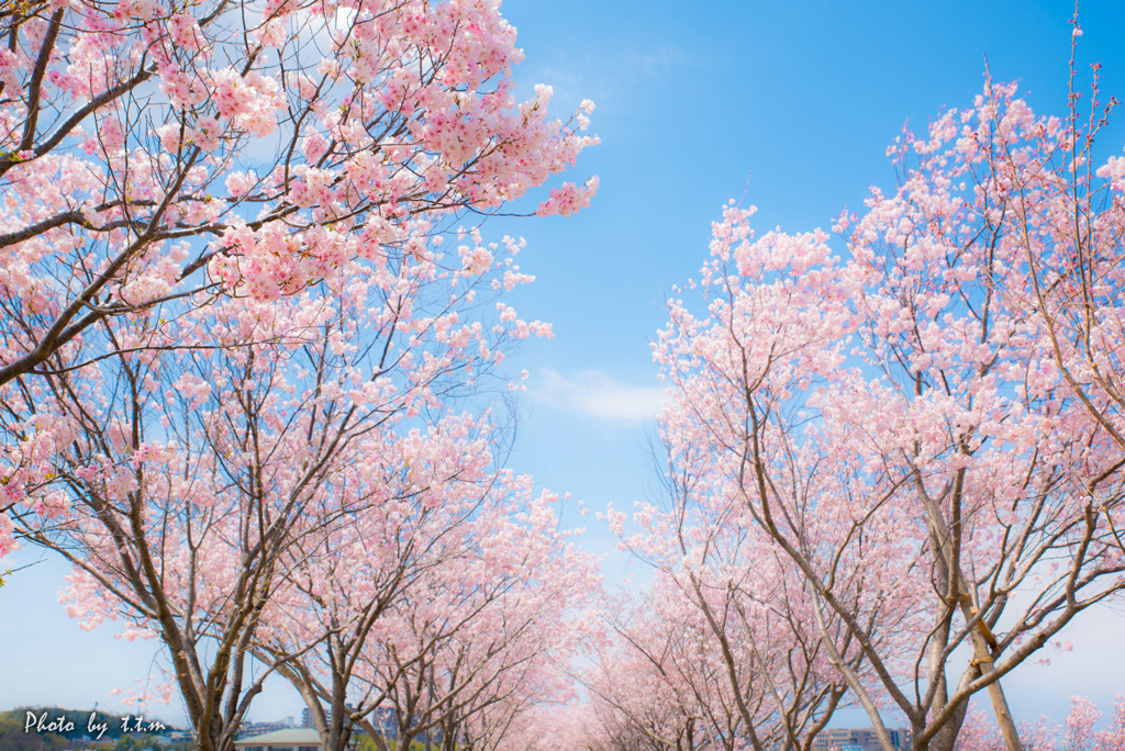 春うらら by t.t.m （ID：8568117） - 写真共有サイト:PHOTOHITO