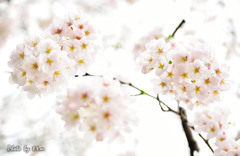 玉串川千本桜_咲きました