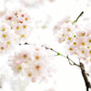 玉串川千本桜_咲きました