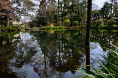 富士の霊水_湧玉池