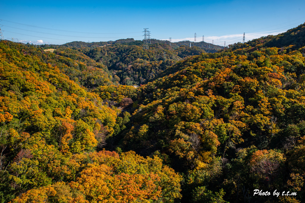 forest in osaka