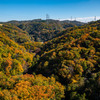 forest in osaka