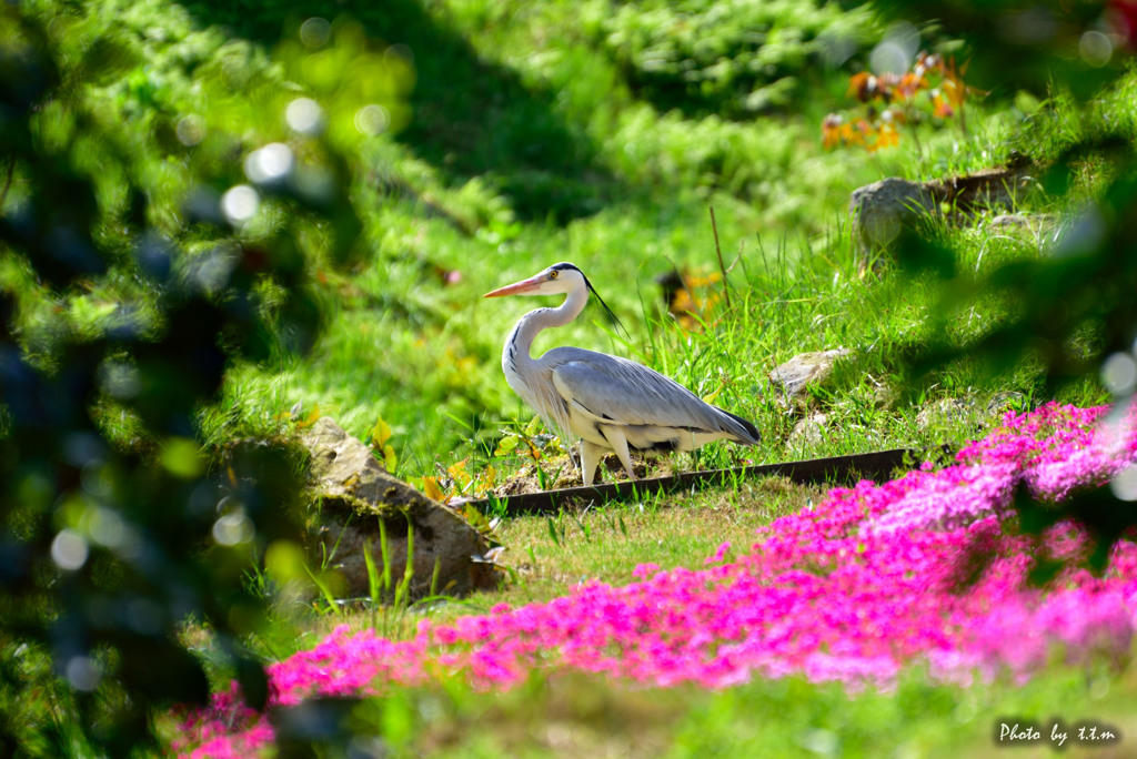 アオサギと芝桜