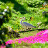 アオサギと芝桜