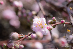 枝垂れ桜_万博記念公園より