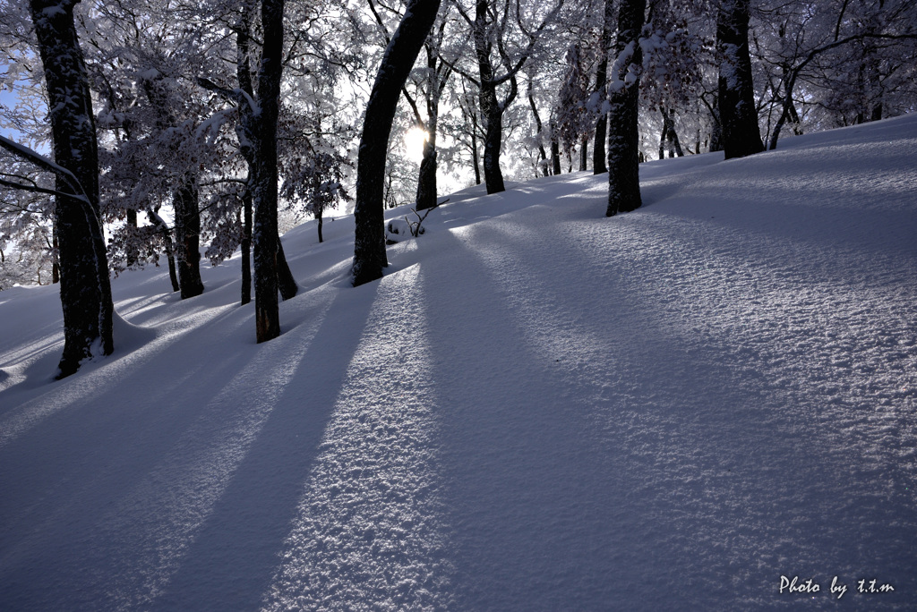 雪山の木洩れ陽