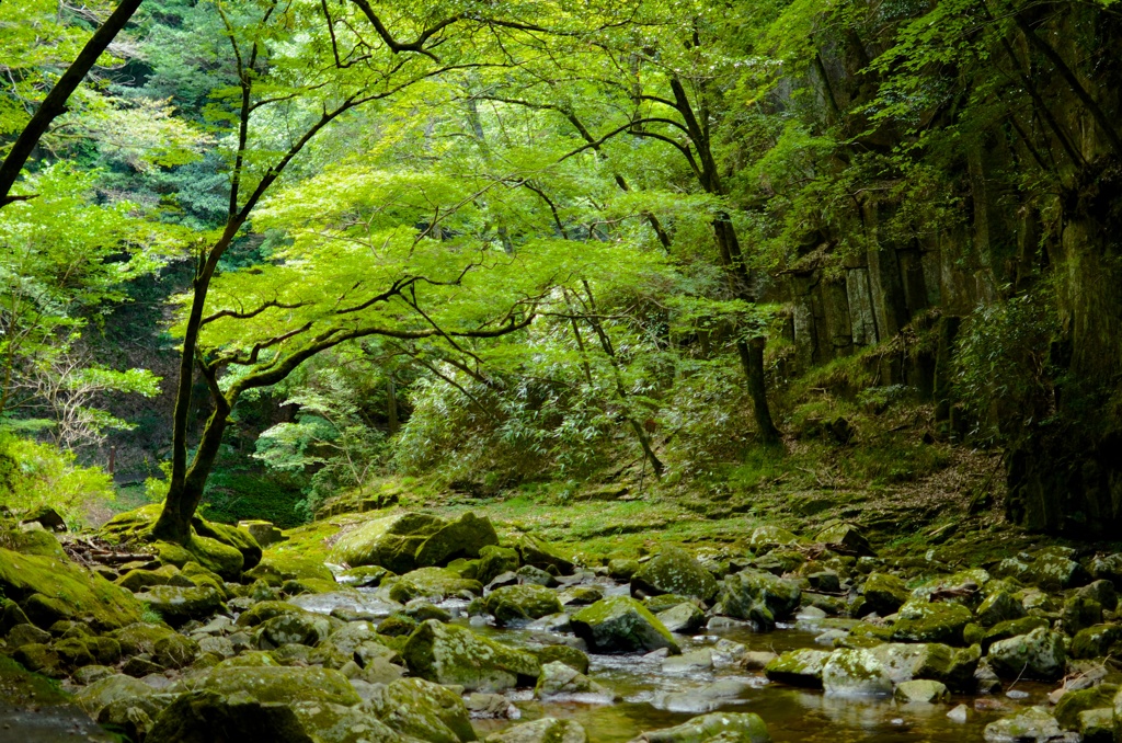 赤目の森