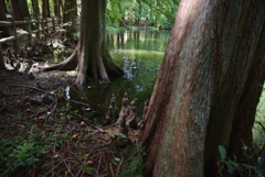 長居公園_太古の森・落羽松