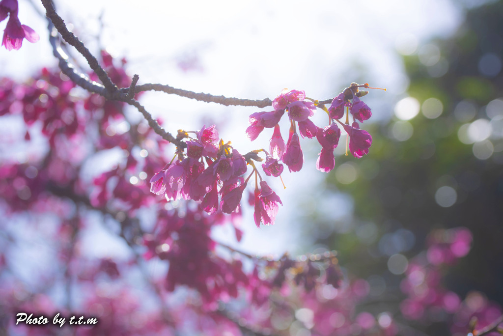 寒緋桜キラキラ