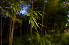 長居公園_竹林