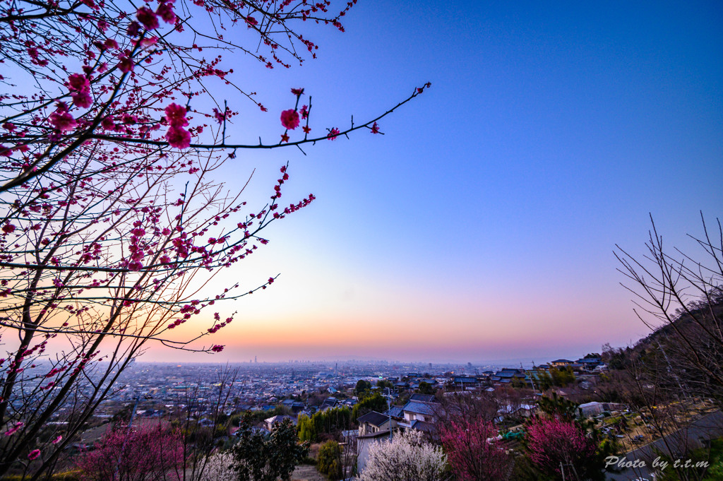 梅林の丘から大阪の夕暮れを