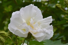 長居公園_酔芙蓉