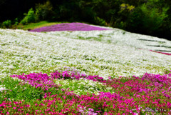 ヤマサ蒲鉾 芝桜