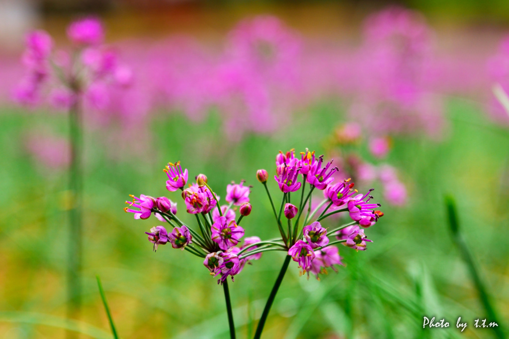 砂の花