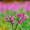 砂の花