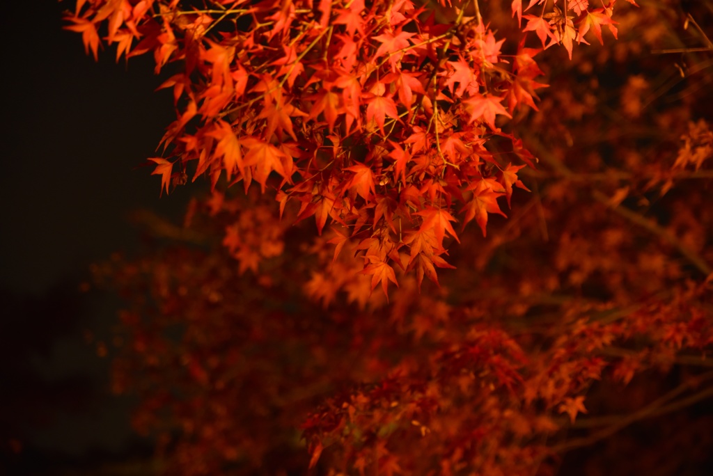 深紅の夜