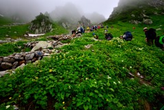 標高2600Mのお花畑