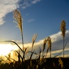 曽爾高原_黄金のススキ