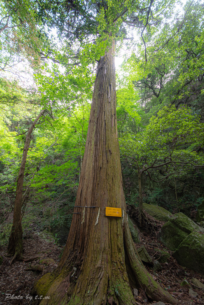 大阪一背の高い杉だそうです