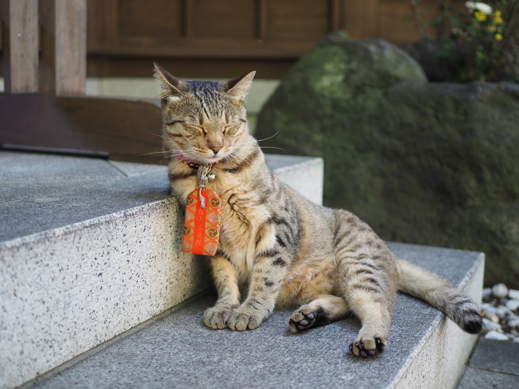 猫