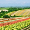flower world