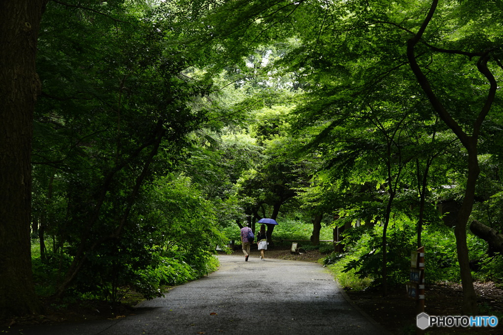 梅雨の新宿御苑にて