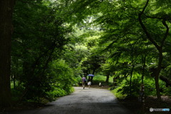 梅雨の新宿御苑にて