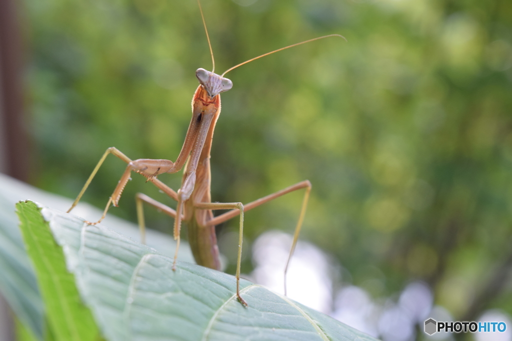 カマキリ