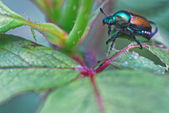 カメムシザルウス出現