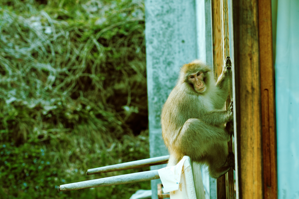 たそがれるサル